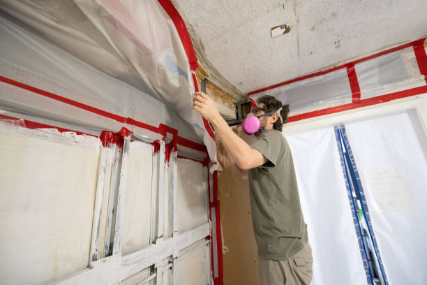 Best Black Mold Removal  in Lucedale, MS