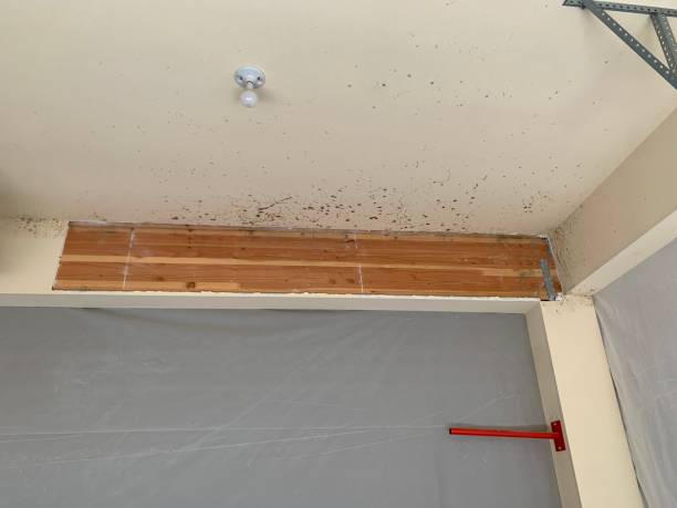 Best Emergency Mold Remediation  in Lucedale, MS