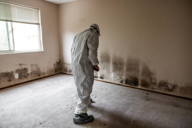 Best Attic Mold Removal  in Lucedale, MS